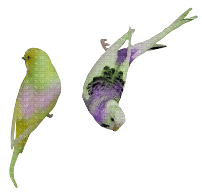 Kaz_Creations Birds Bird - фрее пнг