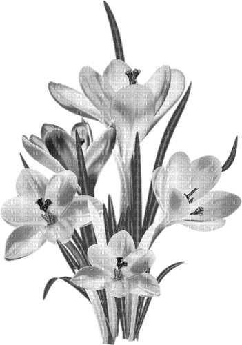 Flowers.Black.White - Free PNG