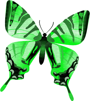 Schmetterling - PNG gratuit
