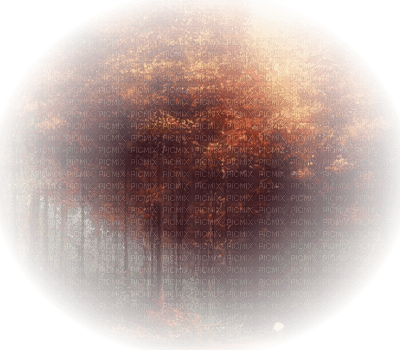 Autumn trees - zdarma png