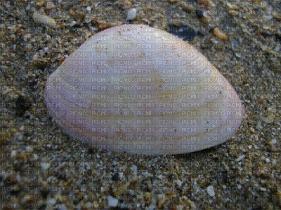 coquillage - δωρεάν png