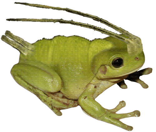 APHID FROG - ilmainen png