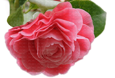 rose-pink - 免费PNG