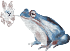 soave deco frog flowers  blue brown - Free PNG