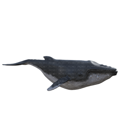 humpback, kala, fish - png grátis