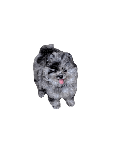Pomeranian - nemokama png