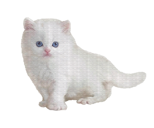 gato gif dubravka4 - Δωρεάν κινούμενο GIF