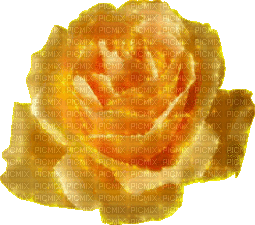 yellow rose - Nemokamas animacinis gif