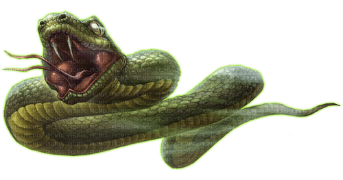 Snake - zdarma png