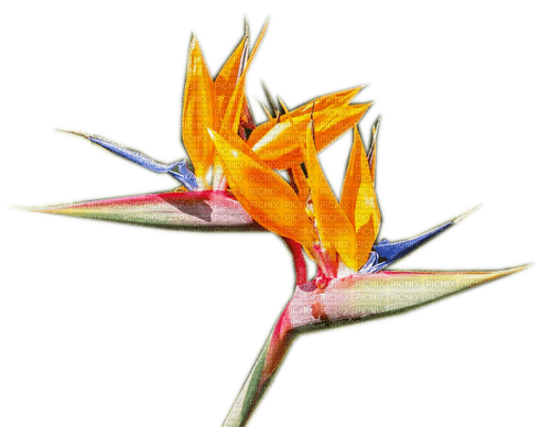 Rena Exotic Flower - nemokama png