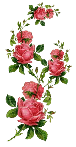 roses vine - darmowe png