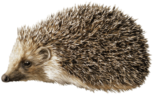 autumn deco kikkapink png hedgehog - gratis png