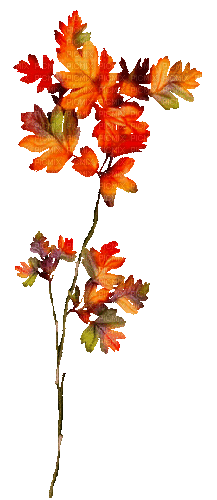 Branch.Leaves.Orange.Red.Animated - KittyKatLuv65 - Darmowy animowany GIF