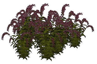 fleur violette.Cheyenne63 - GIF animate gratis