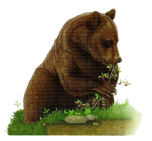 bear milla1959 - 無料のアニメーション GIF