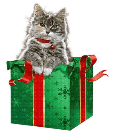 Noël.Cat.Chat.Gato.Christmas.Victoriabea - Free PNG