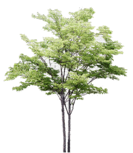 tub arbre tree - Free animated GIF