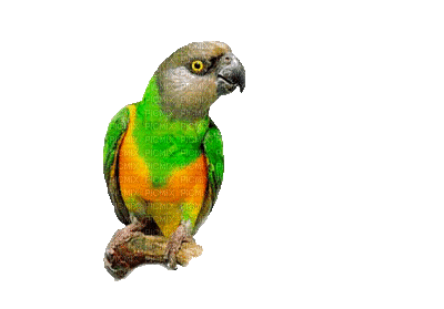 oiseau-perroquet-bird - 無料のアニメーション GIF
