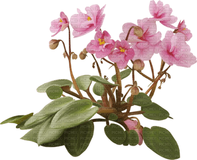 orchids pink bp - png ฟรี
