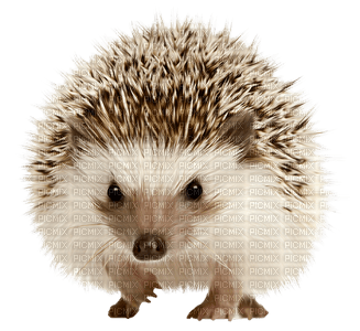 igel hedgehog herisson - gratis png