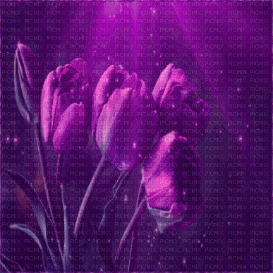 tulips - Δωρεάν κινούμενο GIF