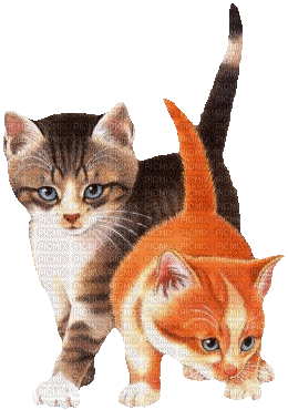 Kittens Animation - Δωρεάν κινούμενο GIF