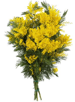 mimosas fleur mimosa flowers - Free PNG
