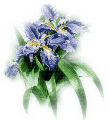 cecily-fleurs iris bleus tube - png ฟรี