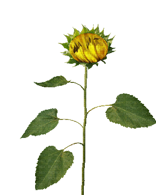 flowers anastasia - Nemokamas animacinis gif