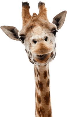 Kaz_Creations Giraffe - 免费PNG