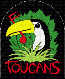 toucan - Gratis animerad GIF