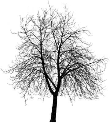 albero - Free PNG