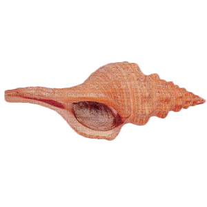 Coquillage ** - zdarma png