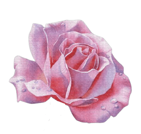 pink rose - bezmaksas png