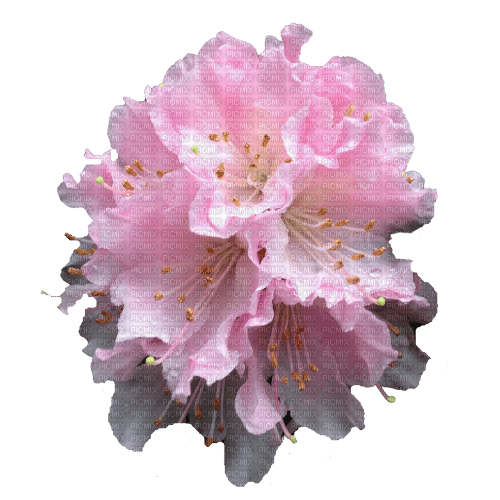 Rhododendron - darmowe png