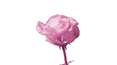 Flower, Flowers, Deco, Decoration, Rose, Roses, Pink - Jitter.Bug.Girl - Free animated GIF