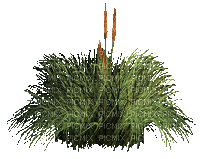 herbe, roseau, marais,deco,tube,paysage, Pelageya - Animovaný GIF zadarmo