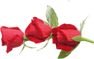 rosas - Zdarma animovaný GIF