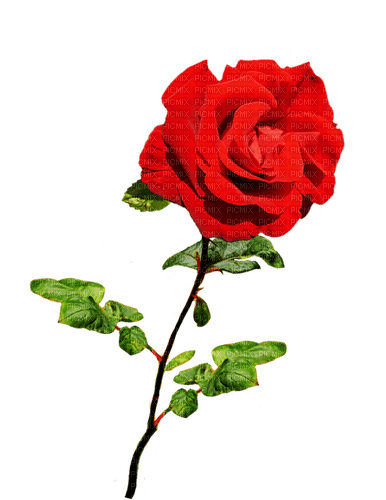 red rose - PNG gratuit