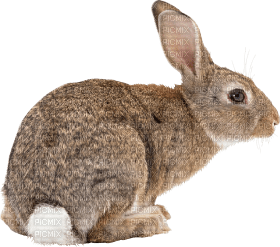 Rabbit.Lapin.conejo.Victoriabea - ilmainen png