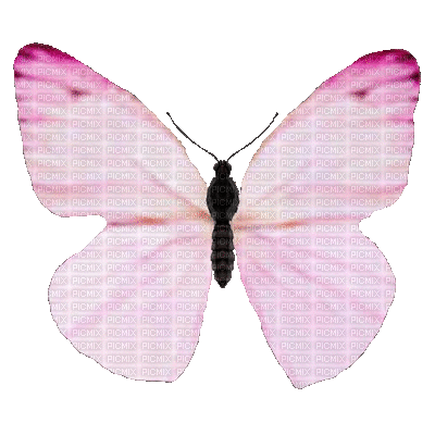 Pink Butterfly attempt 675 - GIF animé gratuit