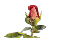 roses  Nitsa - GIF animé gratuit