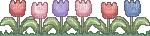 tulips - GIF animé gratuit