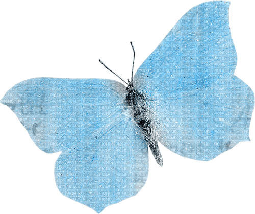 blue butterfly 3 - 免费PNG