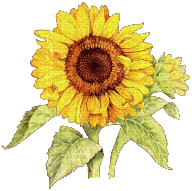 Sunflower Art - GIF เคลื่อนไหวฟรี