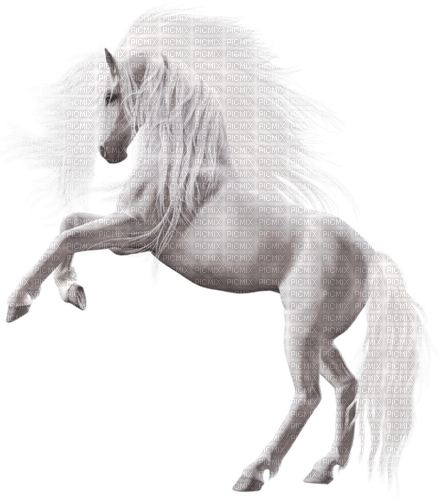 cheval blanc - darmowe png