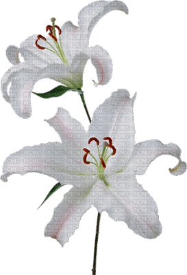 dulcineia8 flores - png gratuito