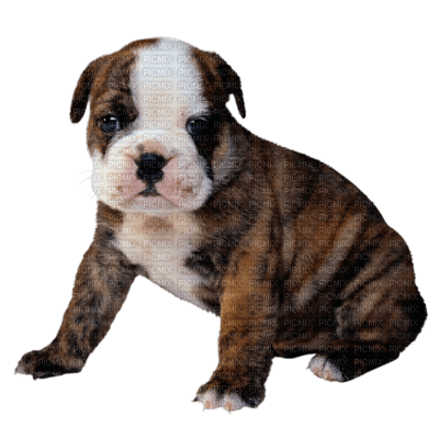 bulldog - kostenlos png