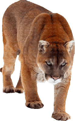 Berglöwe lion - GIF animé gratuit
