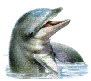dolphins bp - Gratis animerad GIF